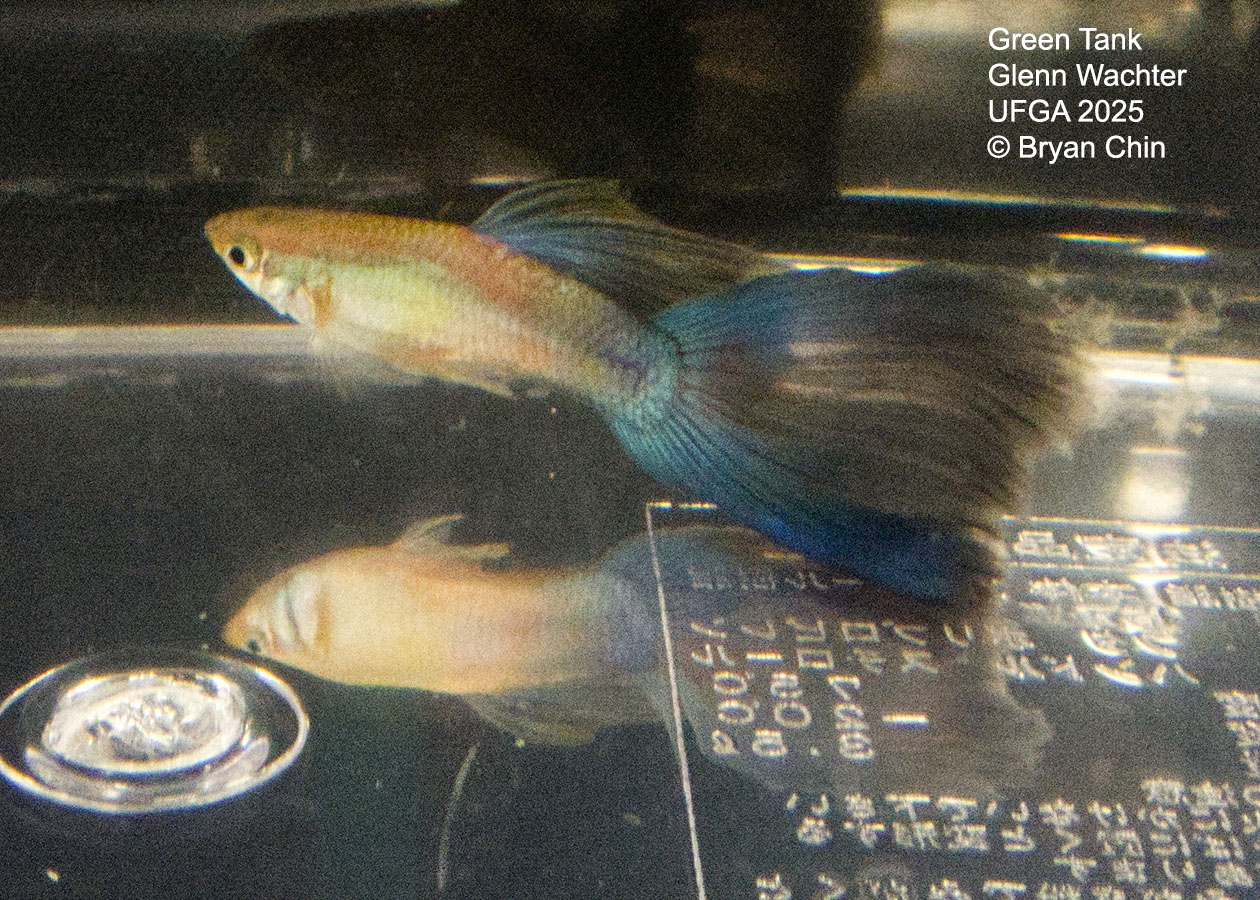 Guppy Green